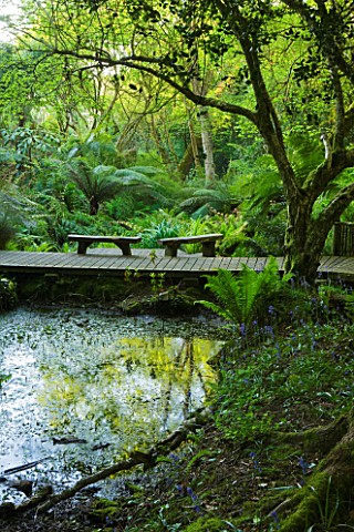 TREMENHEERE_SCULPTURE_GARDENS__CORNWALL_WOODEN_DECKING_WALKWAY_WITH_WOODEN_BENCHES_SEATS_THROUGH_THE