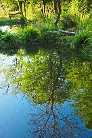 TREMENHEERE_SCULPTURE_GARDENS__CORNWALL_REFLECTION_OF_TREES_IN_POND