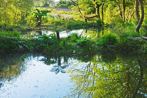 TREMENHEERE_SCULPTURE_GARDENS__CORNWALL_PONDS_WITH_TREE_FERNS_AND_TREES_REFLECTED_IN_WATER__REFLECTI