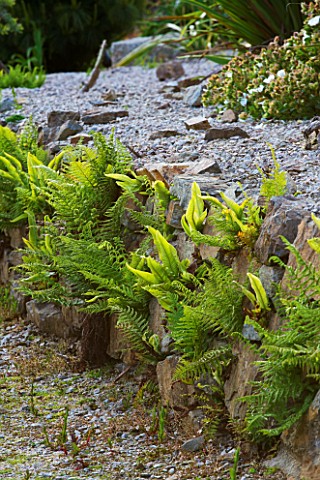 TREMENHEERE_SCULPTURE_GARDENS__CORNWALL_STONE_WALL_WITH_FERNS_IN_THE_HOT__DRY_GARDEN