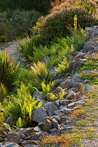TREMENHEERE_SCULPTURE_GARDENS__CORNWALL_FERNS_AND_AGAVES_GROWING_IN_ROCKS_IN_THE_HOT__ARID_GARDEN
