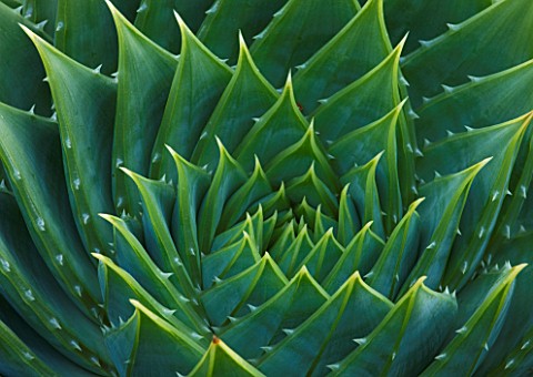 TREMENHEERE_SCULPTURE_GARDENS__CORNWALL_CLOSE_UP_ON_PATTERN_OF_AGAVE_POLYPHYLLA