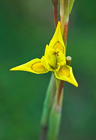 TREMENHEERE_SCULPTURE_GARDENS__CORNWALL_YELLOW_FLOWER_OF_MORAEA_SPATHULATA_FROM_SOUTH_AFRICA