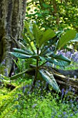TREMENHEERE SCULPTURE GARDENS  CORNWALL: WOODLAND WITH YOUNG PLANT OF RHODODENDRON SINOGRANDE