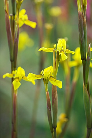 TREMENHEERE_SCULPTURE_GARDENS__CORNWALL_YELLOW_FLOWERS_OF_MORAEA_SPATHULATA_FROM_SOUTH_AFRICA