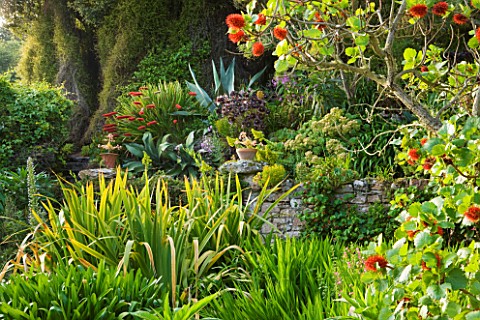TRESCO_ABBEY_GARDEN__TRESCO___ISLES_OF_SCILLY_THE_MIDDLE_TERRACE_WITH_GREYII_SUNDERLANDII_IN_FOREGRO
