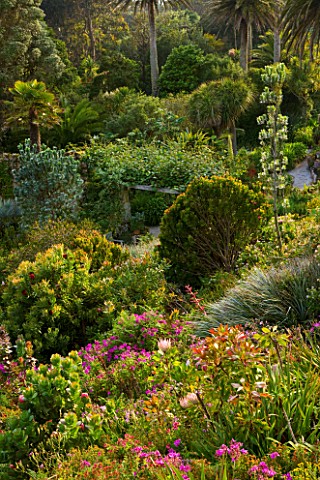 TRESCO_ABBEY_GARDEN__TRESCO___ISLES_OF_SCILLY_VIEW_FROM_TOP_TERRACE__HILLSIDE_PLANTING_OF_PROTEA_CYN