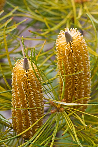 TRESCO_ABBEY_GARDEN__TRESCO___ISLES_OF_SCILLY__FLOWERS_OF_BANKSIA_SPINULOSA_VAR_SPINULOSA__HILL_BANK