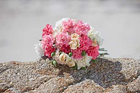 THE_ISLES_OF_SCILLY_SCILLY_FLOWERS__FRESHLY_PICKED_SCENTED_PINKS_BY_THE_SEA