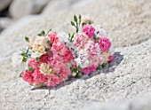 THE ISLES OF SCILLY: SCILLY FLOWERS - FRESHLY PICKED SCENTED PINKS BY THE SEA