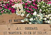 THE ISLES OF SCILLY: SCILLY FLOWERS - FRESHLY PICKED SCENTED PINKS BOXED READY FOR SALE