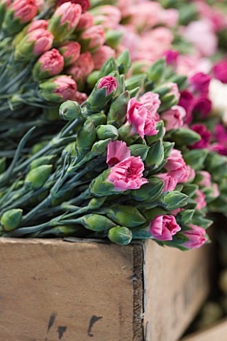 THE_ISLES_OF_SCILLY_SCILLY_FLOWERS__FRESHLY_PICKED_SCENTED_PINKS_BOXED_READY_FOR_SALE