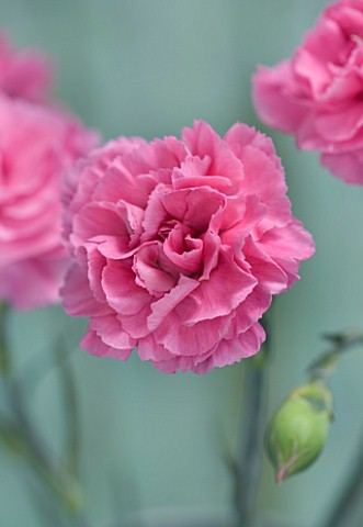 THE_ISLES_OF_SCILLY_SCILLY_FLOWERS__CARNATION__DIANTHUS_VALDA
