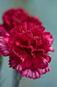 THE ISLES OF SCILLY: SCILLY FLOWERS - CARNATION - DIANTHUS DEVON MAGIC
