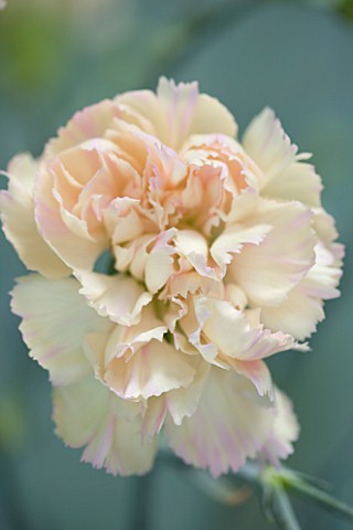 THE_ISLES_OF_SCILLY_SCILLY_FLOWERS__CARNATION__DIANTHUS_DEVON_CREAM