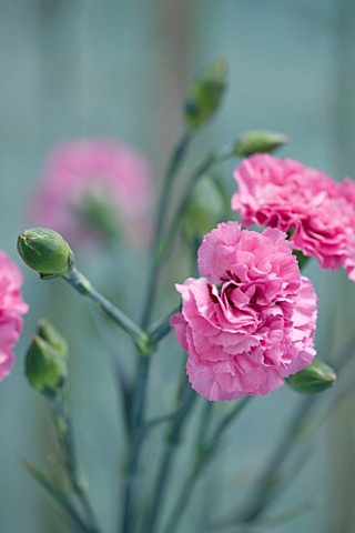 THE_ISLES_OF_SCILLY_SCILLY_FLOWERS__CARNATION__DIANTHUS_ROSE_MONICA_WYATT