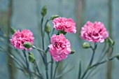 THE ISLES OF SCILLY: SCILLY FLOWERS - CARNATION - DIANTHUS ROSE MONICA WYATT