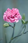 THE ISLES OF SCILLY: SCILLY FLOWERS - CARNATION - DIANTHUS ROSE MONICA WYATT