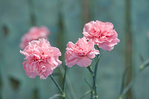 THE_ISLES_OF_SCILLY_SCILLY_FLOWERS__CARNATION__DIANTHUS_DORIS