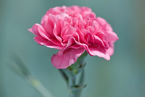 THE_ISLES_OF_SCILLY_SCILLY_FLOWERS__CARNATION__DIANTHUS_CECIL_WYATT