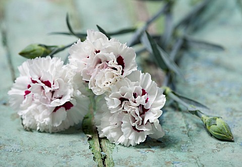 THE_ISLES_OF_SCILLY_SCILLY_FLOWERS__CARNATION__DIANTHUS_BRIGHT_EYES