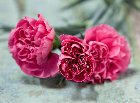 THE_ISLES_OF_SCILLY_SCILLY_FLOWERS__CARNATION__DIANTHUS_CECIL