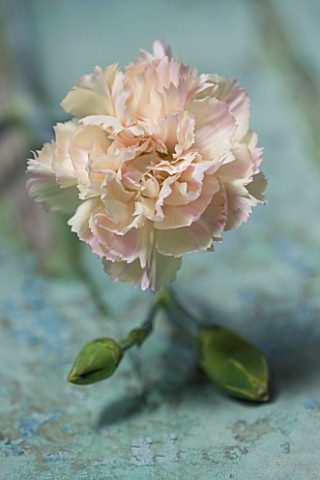 THE_ISLES_OF_SCILLY_SCILLY_FLOWERS__CARNATION__DIANTHUS_WIDECOMBE_FAIR