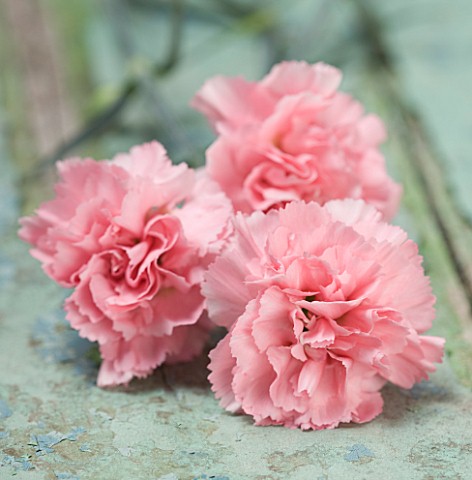 THE_ISLES_OF_SCILLY_SCILLY_FLOWERS__CARNATION__DIANTHUS_LATITIA