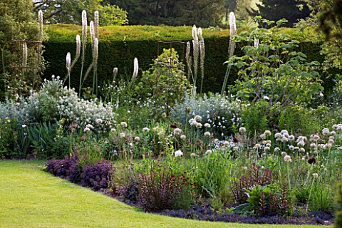 GLYNDEBOURNE_EAST_SUSSEX_VIEW_THROUGH_YEW_TREES_TO_LAWN_AND_BORDER_WITH_EREMURUS_ALLIUMS_AND_BERBERI