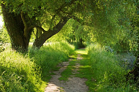 GLYNDEBOURNE_EAST_SUSSEX_VIEW_ALONG_LANE_IN_SUMMER_WITH_TREES__TRANQUIL_PEACEFUL_COUNTRY_GARDEN_LAND