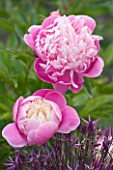 GLYNDEBOURNE, EAST SUSSEX: PINK FLOWERS OF PAEONIA - PEONY BOWL OF BEAUTY