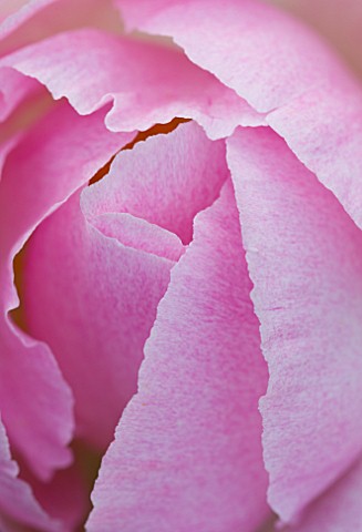GLYNDEBOURNE_EAST_SUSSEX_CLOSE_UP_OF_THE_UNFURLING_PETALS_OF_A_PINK_PEONY_FLOWER