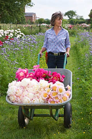 JO_BENNISON_PEONIES__LINCOLNSHIRE_JO_BENNISON_WITH_A_BARREL_FULL_OF_FRESHLY_CUT_PEONIES