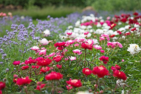 JO_BENNISON_PEONIES__LINCOLNSHIRE_THE_PEONY_FIELD__A_CUTTING_GARDEN_WITH_PEONY_LACTIFLORA_MME_HENRY_