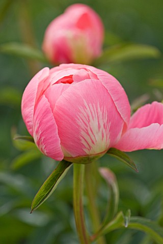 JO_BENNISON_PEONIES__LINCOLNSHIRE_CLOSE_UP_OF_PEONY_LACTIFLORA_CORAL_CHARM