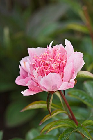 JO_BENNISON_PEONIES__LINCOLNSHIRE_CLOSE_UP_OF_JAPANESE_PEONY_DO_TELL