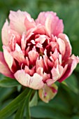 JO BENNISON PEONIES  LINCOLNSHIRE: CLOSE UP OF ITOH HYBRID PEONY CALLIES MEMORY