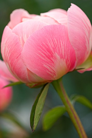 JO_BENNISON_PEONIES__LINCOLNSHIRE_CLOSE_UP_OF_PEONY_LACTIFLORA_CORAL_CHARM