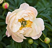 JO BENNISON PEONIES  LINCOLNSHIRE: CLOSE UP OF PEONY LACTIFLORA CORAL CHARM