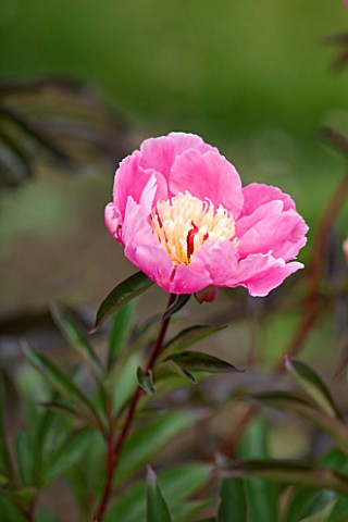 JO_BENNISON_PEONIES__LINCOLNSHIRE_CLOSE_UP_OF_PEONY_FRISBY_FRILLY