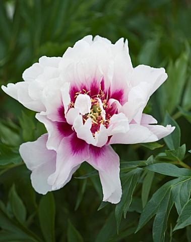 JO_BENNISON_PEONIES__LINCOLNSHIRE_CLOSE_UP_OF_ITOH_HYBRID_PEONY_CORA_LOUISE
