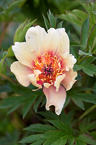 JO_BENNISON_PEONIES__LINCOLNSHIRE_CLOSE_UP_OF_ITOH_HYBRID_PEONY_CALLIES_MEMORY