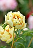 JO BENNISON PEONIES  LINCOLNSHIRE: CLOSE UP OF ITOH HYBRID PEONY CANARY BRILLIANTS