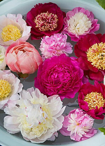 JO_BENNISON_PEONIES__LINCOLNSHIRE_PEONIES_FLOATING_IN_A_BOWL