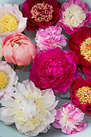 JO_BENNISON_PEONIES__LINCOLNSHIRE_PEONIES_FLOATING_IN_A_BOWL