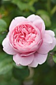 EASTON WALLED GARDENS  LINCOLNSHIRE: THE DAVID AUSTIN POTTED ENGLISH ROSE - ROSA QUEEN OF SWEDEN
