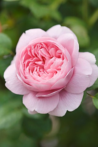 EASTON_WALLED_GARDENS__LINCOLNSHIRE_THE_DAVID_AUSTIN_POTTED_ENGLISH_ROSE__ROSA_QUEEN_OF_SWEDEN