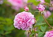 EASTON WALLED GARDENS  LINCOLNSHIRE: THE DAVID AUSTIN ENGLISH ROSE - ROSA THE MAYFLOWER