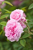 EASTON WALLED GARDENS  LINCOLNSHIRE: THE DAVID AUSTIN ENGLISH ROSE - ROSA THE MAYFLOWER