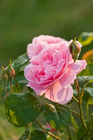 EASTON_WALLED_GARDENS__LINCOLNSHIRE_THE_DAVID_AUSTIN_ENGLISH_ROSE__ROSA_STRAWBERRY_HILL